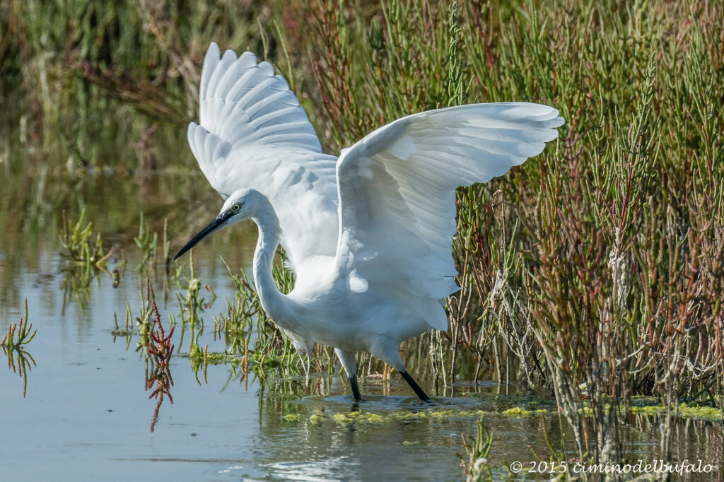 Airone Bianco sul Delta del Po