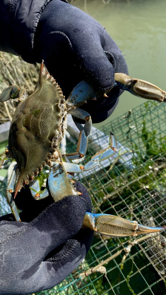 Il granchio blue del delta del po